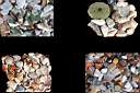stone&sea shell0001.jpg